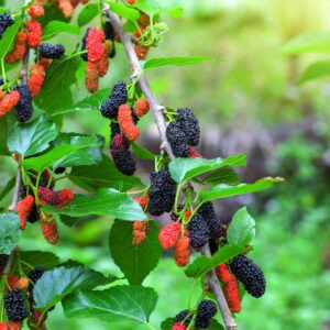 Everbearing-Mulberry-1.jpg Everbearing Mulberry Tree