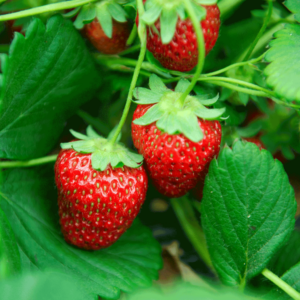 Everbearing_Strawberry_Fruit.png Everbearing Strawberry