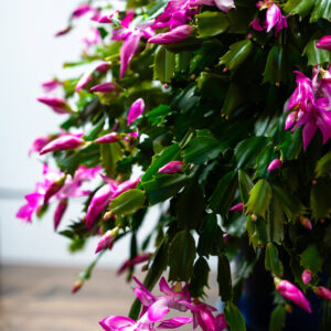 Frame.jpg Seasonal Cactus Hanging Basket