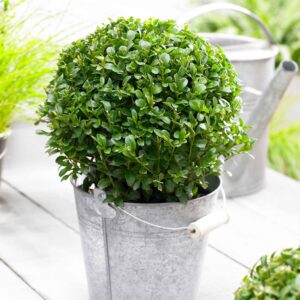 Green-Mountain-ball-1.jpg Green Mountain Topiary Boxwood (Ball)