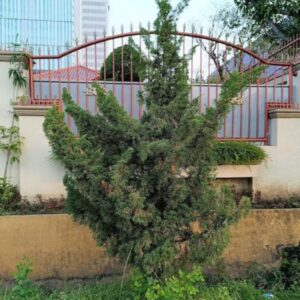 Hollywood-Juniper-1.jpg Hollywood Juniper Tree