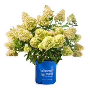 Hydrangea-pan-Dragon-Baby-pot-web.jpg Dragon Baby™ Hydrangea