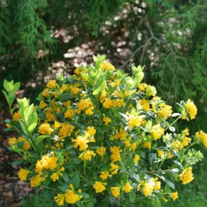 Juiced-Orange-Jessamine-1.jpg Juiced® Orange Jessamine