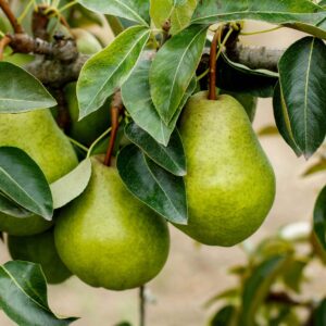 Kieffer-Pear-Tree.jpg Kieffer Pear Tree
