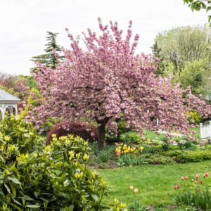Kwanzan_Cherry_Tree_Far.jpg Kwanzan Flowering Cherry Tree