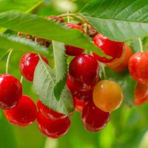 Lapins_Cherry_Tree_Fruit2.jpg Lapins Cherry Tree