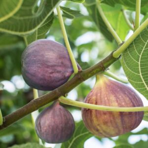 Little_Miss_Figgy_Close.jpg Little Missâ„¢ Figgy