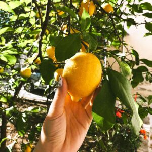 Meyer-Lemon-TRee-2.jpg Improved Meyer Lemon Tree