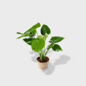 MonsteraDelciosa_PDP_02.png Monstera Deliciosa 6"