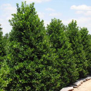 Nellie_Stevens_Holly_Row.jpg Nellie Stevens Holly