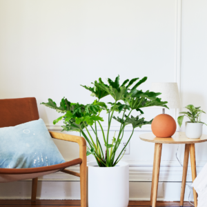 PDP_Option3.png Large Philodendron Selloum ‘Hope’