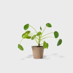 Chinese Money Plant 4"