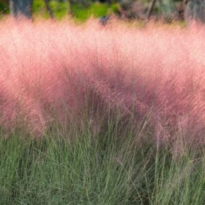 Pink-Muhley-Grass-1.jpg Pink Muhly Grass
