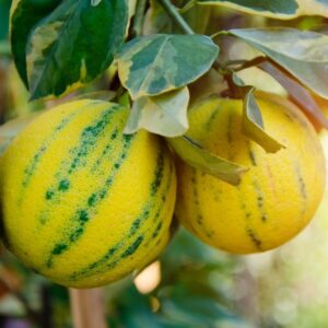 Pink-Variegated-Lemon-Bush-1.jpg Pink Variegated Eureka Lemon Bush