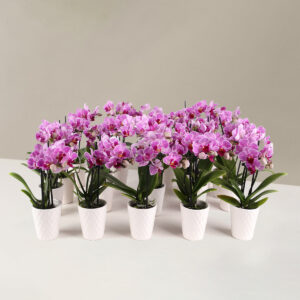 PinkPartyPackvariant.jpg Orchid Party Pack, Set of 20