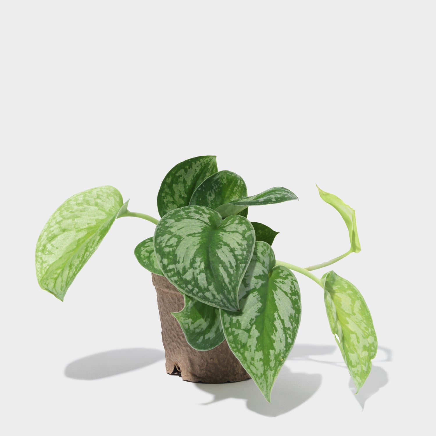Silver Splash Pothos 4"