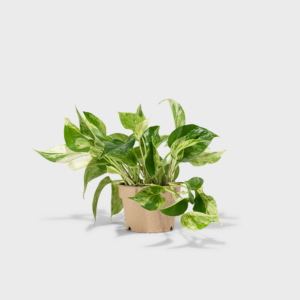 Marble Queen Pothos 6"