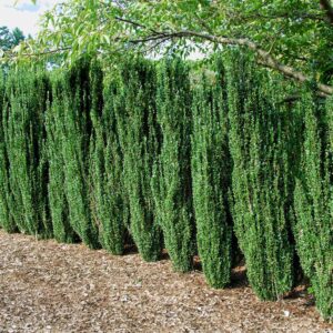 SKy-Pencil-Holly-1.jpg Sky Pencil Holly