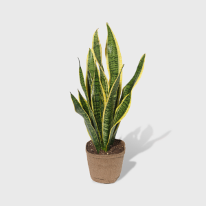 Variegated Snake Plant 6''