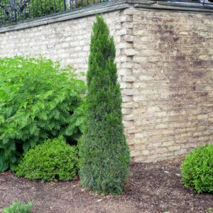 Spartan-Juniper-2.jpg Spartan Juniper