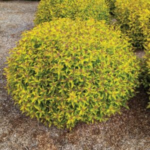 Pineapple Poprocks® Spiraea
