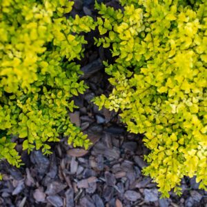 Sunshine_Ligustrum.jpg Sunshine Ligustrum