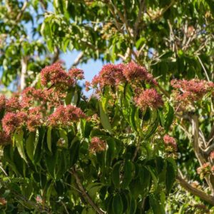 Temple of Bloom® Seven-Son Flower