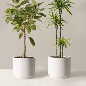 The-Sill_Big-and-Bright_Large_Mexia-cream_Variant.jpg The Big and Bright Duo