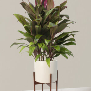 The-Sill_Cordyline-Maria_Large_Case-Study_White_Variant.jpg Large Cordyline Maria