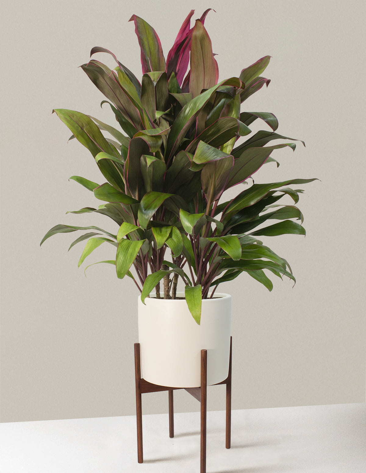 Large Cordyline Maria