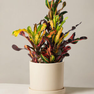 Corkscrew Croton