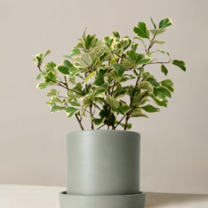 Variegated Ficus Triangularis