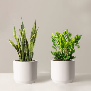 The-Sill_Low-Light_Large_Mexia-cream_Variant.jpg Low-Light Duo