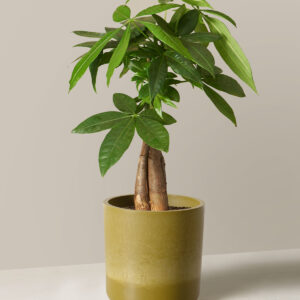 Money Tree Plant