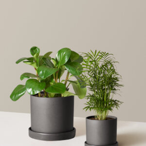 The Pet-Friendly Duo