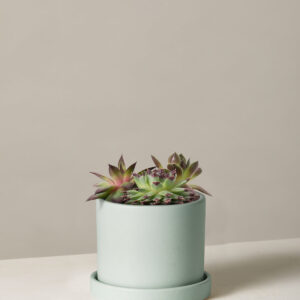 The-Sill_Winter-Mix-Succulent_Small_Hyde_Mint_Variant.jpg Succulent Mix
