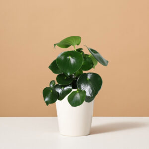 The-sill_peperomia-raindrop_small_marianne_white_variant.jpg Peperomia Raindrop