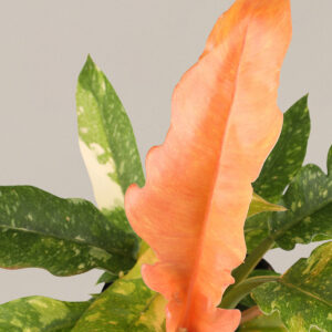 The-sill_philodendron-ring-of-fire_small_gallery.jpg Philodendron Ring of Fire