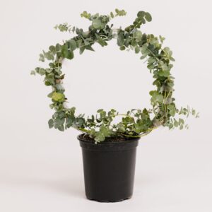 ThePineryStudio_Spring24_79.jpg Eucalyptus Wreath