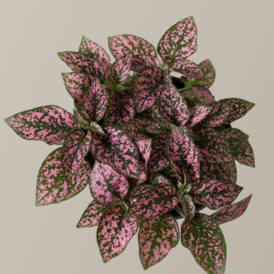 Pink Polka Dot Plant