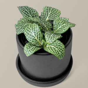 Fittonia Nerve Plant