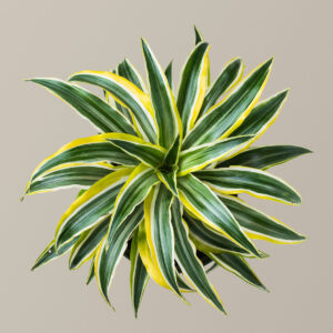 The_Sill_LemonLime_Gallery_3.jpg Dracaena Lemon Surprise