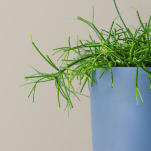 The_Sill_MistletoeCactus_Gallery_2.jpg Rhipsalis Baccifera 'Mistletoe Cactus'