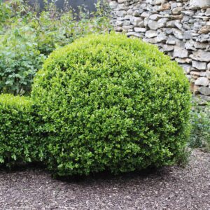 Winter-Gem-Boxwood.jpg Winter Gem Boxwood