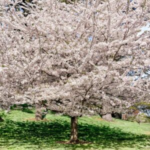 Yoshino_Flowering_Cherry_FULL.jpg Yoshino Flowering Cherry Tree