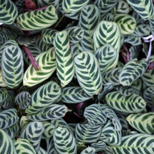 Calathea Burle Marx Hanging Basket