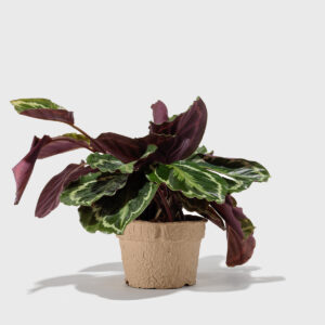 Medallion Calathea 6"