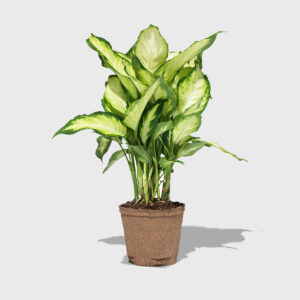 dieffenbachia_camille_6in_PDP_01.jpg Dumb Cane 6"