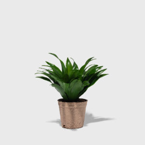 dracaena-janet-craig_4in_PDP_01.jpg Janet Craig Dracaena 4"