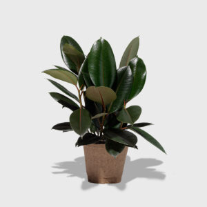 Burgundy Rubber Tree 6"
